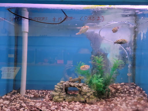 Pet Store «Fontana Tropical Fish & Pets», reviews and photos, 9830 Sierra Ave, Fontana, CA 92335, USA