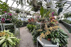 Orchid greenhouse image