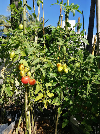 Vivero Las Violetas