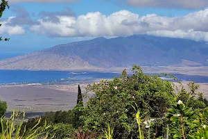 Ali'i Kula Lavender image