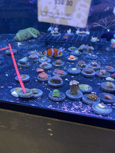 Tropical Fish Store «Reef Life Aquariums», reviews and photos, 5511 US-280 #310, Birmingham, AL 35242, USA