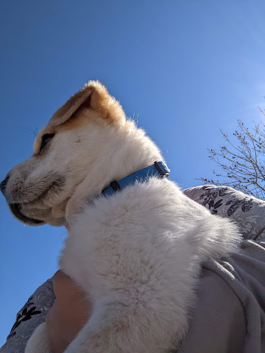 Park «Grover Basin Dog Park», reviews and photos, 17445 N 20th St, Phoenix, AZ 85022, USA