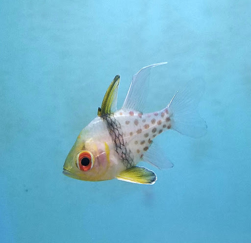 Tropical Fish Store «Pet Friendly Inc», reviews and photos, 845 Manitou Rd, Hilton, NY 14468, USA