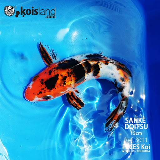 Koisland - Koi Fish & Pools