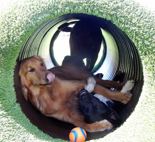 Pet Groomer «Woofers», reviews and photos, 2115 W Jody Rd, Florence, SC 29501, USA