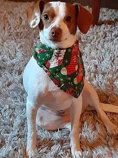 Pet Supply Store «Pet Food Warehouse, Ltd.», reviews and photos, 2455 Shelburne Rd, Shelburne, VT 05482, USA