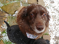 Petsitters Plus - Photo 9 - Car repair in , Plano