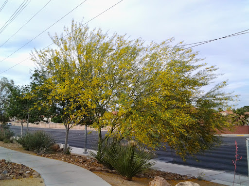 Park «Angel Park», reviews and photos, Angel Park Trail, Las Vegas, NV 89145, USA