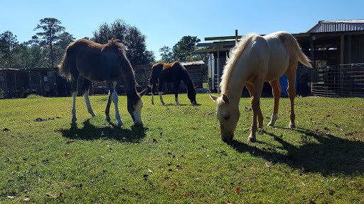 Horse breeder Beaumont