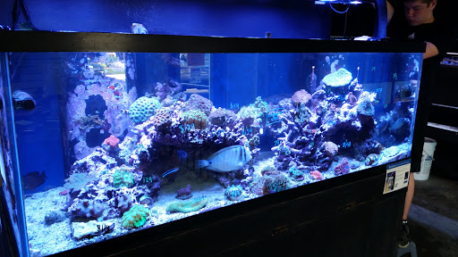 Pet Store «Something Fishy: Saltwater Aquarium Superstore», reviews and photos, 511 E 21st St, Northampton, PA 18067, USA