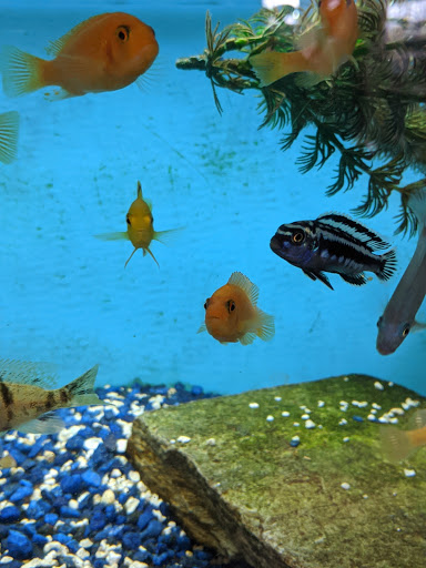 Pet Supply Store «Pet Valu», reviews and photos, 541 S Breiel Blvd, Middletown, OH 45044, USA