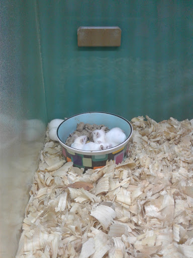 Pet Store «Southside Aquatics», reviews and photos, 2039 Pleasanton Rd, San Antonio, TX 78221, USA