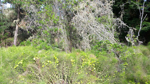 Golf Course «Poppy Hills Golf Course», reviews and photos, 3200 Lopez Rd, Pebble Beach, CA 93953, USA