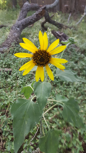 Nature Preserve «Warbler Woods», reviews and photos, 19349 Old Wiederstein Rd, Cibolo, TX 78108, USA