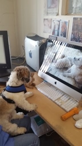 Screen Printing Supply Store «Perfection Printing», reviews and photos, 329 S Woodland Blvd, DeLand, FL 32720, USA