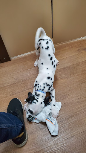 Pet Store «Petland Las Vegas», reviews and photos, 8800 W Charleston Blvd #3, Las Vegas, NV 89145, USA