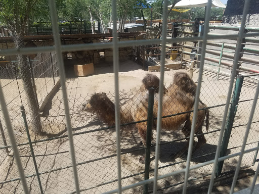 Animal residences Juarez City