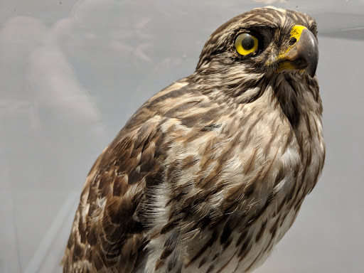 Museum «Nordic Heritage Museum», reviews and photos, 3014 NW 67th St, Seattle, WA 98117, USA