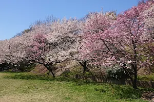 Oshoji Park image