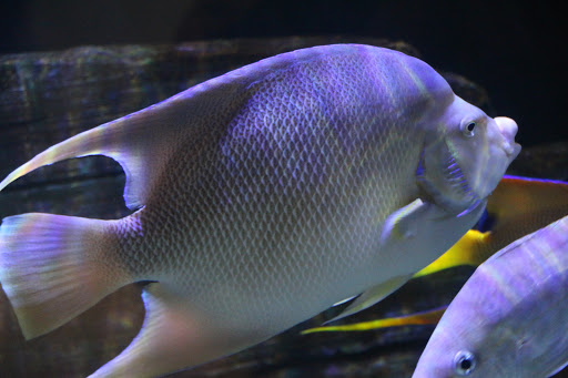 Aquarium «North Carolina Aquarium on Roanoke Island», reviews and photos, 374 Airport Rd, Manteo, NC 27954, USA
