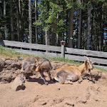 Photo n°4 de l'avis de Marina.a fait le 07/06/2022 à 09:45 sur le  Renchtalhütte à Bad Peterstal-Griesbach