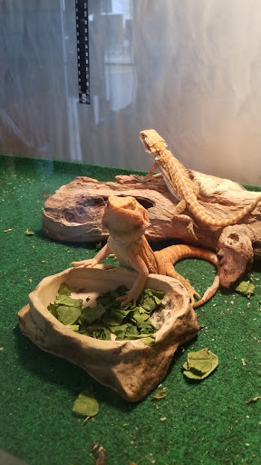 Pet Store «Birds & Beasts Pet Shop», reviews and photos, 35 Berkshire Dr # 18, Crystal Lake, IL 60014, USA