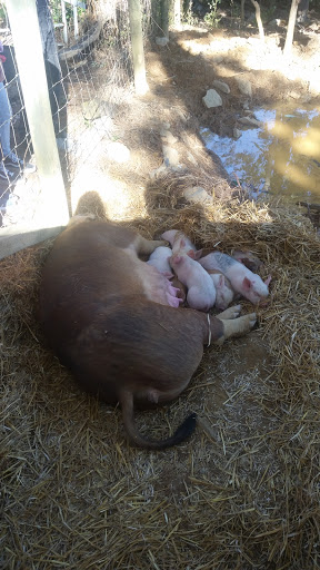 Farm «Bottom View Farm», reviews and photos, 185 Wilkerson Ln, Portland, TN 37148, USA