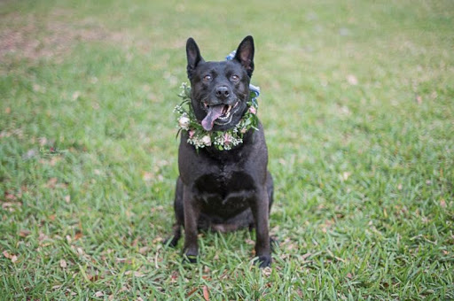 Florist «Oviedo Florist», reviews and photos, 1419 W Broadway St, Oviedo, FL 32765, USA