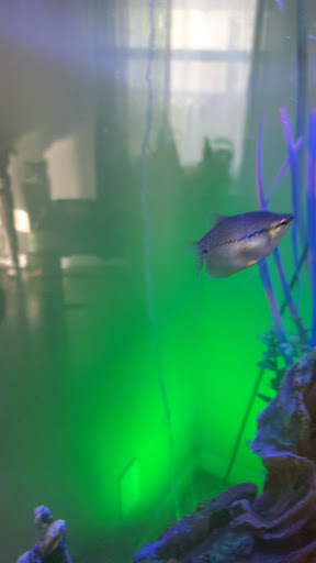 Pet Store «Pet Town», reviews and photos, 7804 Florence Ave, Downey, CA 90240, USA