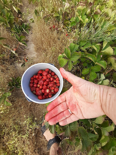 Értékelések erről a helyről: Rajka - eperföld (új), Rajka - Élelmiszerüzlet