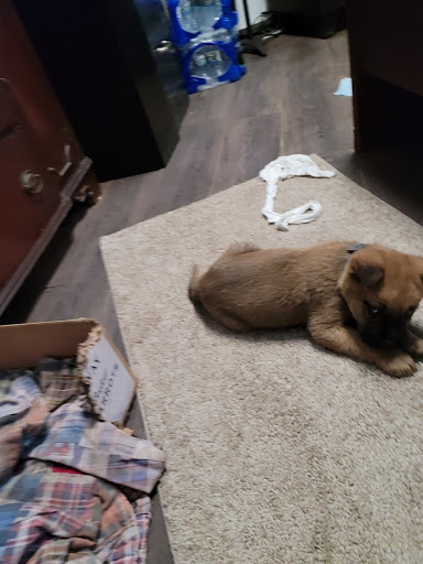 Pet Supply Store «Petco Animal Supplies», reviews and photos, 3537 Washtenaw Ave, Ann Arbor, MI 48104, USA