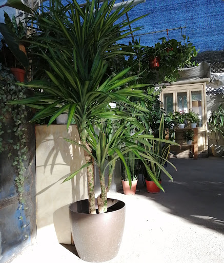 Romo Indoor Plants Nursery