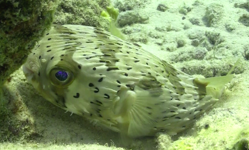 SCUBA Tour Agency «Rec Diving Blue Chip Travel», reviews and photos, 32552 Woodward Ave, Royal Oak, MI 48073, USA