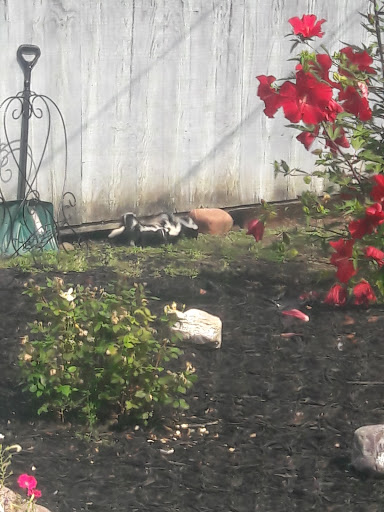 Gym «Wheeling Park District», reviews and photos, 333 W Dundee Rd, Wheeling, IL 60090, USA