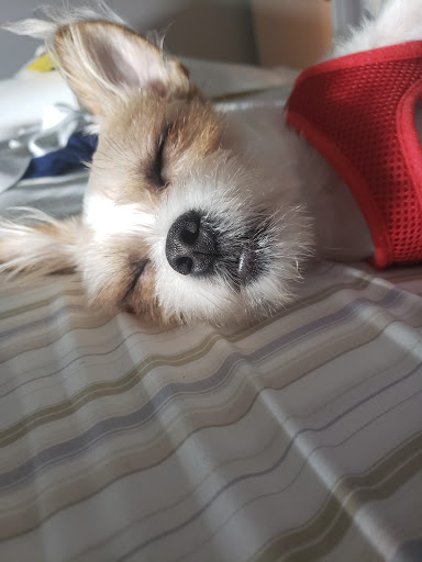 Pet Supply Store «Pet Supplies Plus», reviews and photos, 4923 Sheridan St, Hollywood, FL 33021, USA