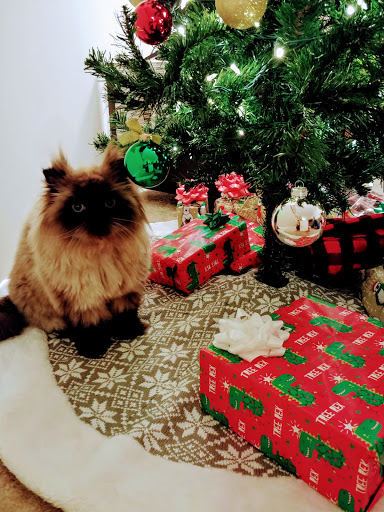 Pet Supply Store «Petco Animal Supplies», reviews and photos, 5239 Harvey St, Norton Shores, MI 49444, USA