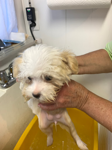 Pet Store «AA Ridgewood Kennels II», reviews and photos, 5401 Lincoln Hwy, Gap, PA 17527, USA