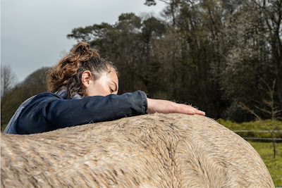 HEqui-form massage chevaux à Josselin