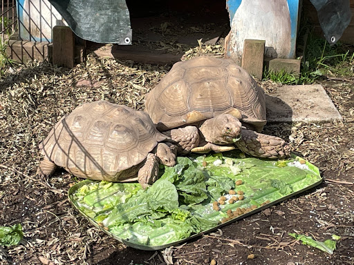 Zoo «North Georgia Zoo & Farm», reviews and photos, 2912 Paradise Valley Rd, Cleveland, GA 30528, USA