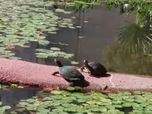 Stadium «Cotton Bowl Stadium», reviews and photos, 3750 The Midway, Dallas, TX 75215, USA