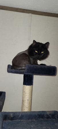 The Salon & Spa at All Pets Considered - Photo 5 - Car repair in Greensboro, NC, Greensboro