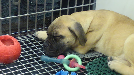 Pet Store «Pets Plus Inc», reviews and photos, 2610 Jefferson Davis Hwy, Stafford, VA 22554, USA