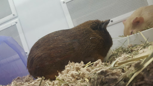 Pet Supply Store «Petco Animal Supplies», reviews and photos, 8909 Branch Ave d, Clinton, MD 20735, USA