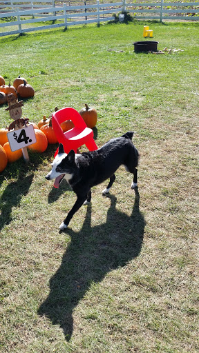 Pumpkin Patch «Barts Farm and Pumpkin Patch», reviews and photos, 7307 Alburnett Rd, Marion, IA 52302, USA