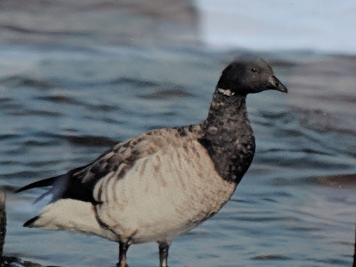 Nature Preserve «James Farm Ecological Preserve», reviews and photos, 30048 Cedar Neck Rd, Ocean View, DE 19970, USA