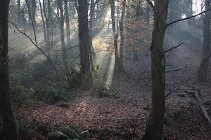 Belvoir Park Forest image