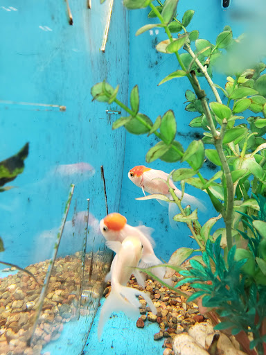 Pet Supply Store «PetSmart», reviews and photos, 10460 Town Center Dr, Westminster, CO 80021, USA