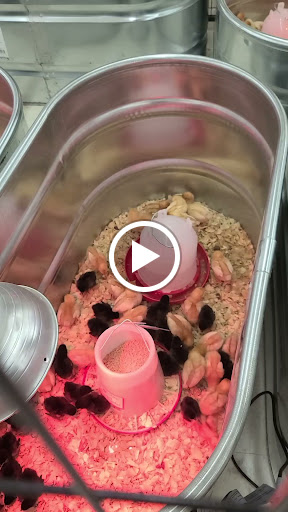 Home Improvement Store «Tractor Supply Co.», reviews and photos, 1212 N Queen St, Martinsburg, WV 25404, USA