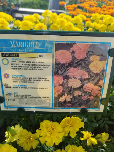 Florist «Lyndhurst Florist», reviews and photos, 5268 Mayfield Rd, Lyndhurst, OH 44124, USA