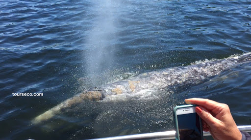 Whale watching tour agency Gresham